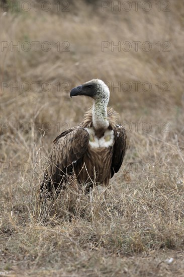 White-backed vulture (Gyps africanus), adult, alert, on ground, Sabi Sand Game Reserve, Kruger National Park, Kruger National Park, South Africa, Africa