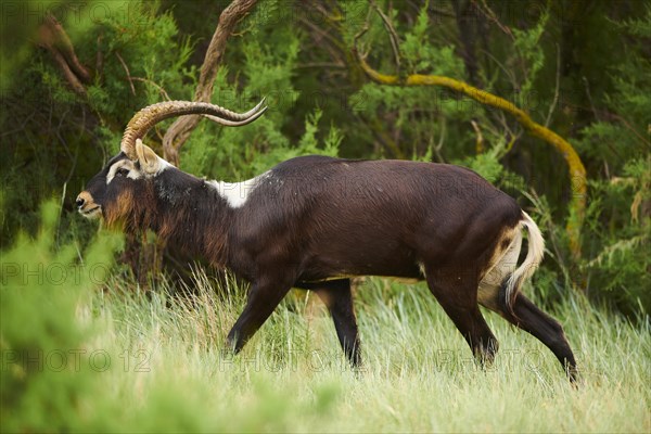 Nile lechwe (Kobus megaceros), walking, captive, distribution Africa