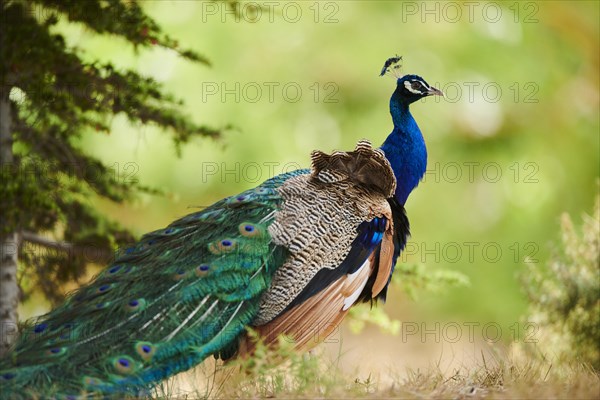 Indian peafowl (Pavo cristatus) standing on the ground, France, Europe