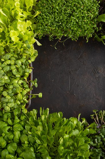 Set of boxes with microgreen sprouts of purple and green basil, sunflower, radish, sorrel, pea, lettuce. Top view, flat lay, frame, copy space