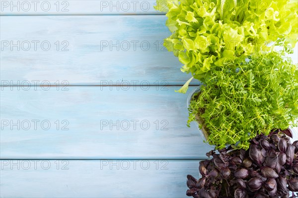 Set of boxes with microgreen sprouts of marigold, basil, lettuce on blue wooden background. Top view, flat lay, copy space