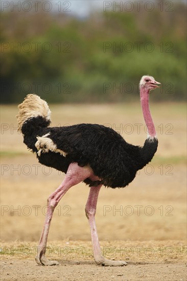 Common ostrich (Struthio camelus) male in the dessert, captive, distribution Africa