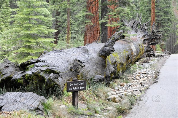 Sequoias in Mariposa Grove, Yosemite National Park, California, USA, North America