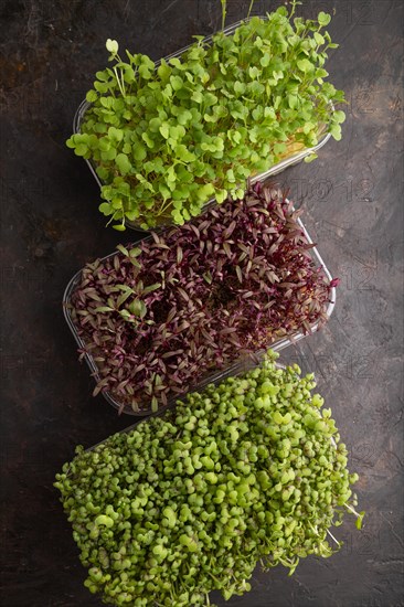 Set of boxes with microgreen sprouts of amaranth, rucola, mustard on black concrete background. Top view, flat lay, copy space