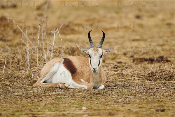 Springbok (Antidorcas marsupialis) lying in the dessert, captive, distribution Africa