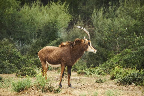 Sable antelope (Hippotragus niger) in the dessert, captive, distribution Africa