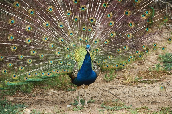 Indian peafowl (Pavo cristatus) doing a cartwheel, spreading its feathers, eyes, France, Europe