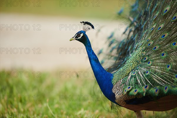 Indian peafowl (Pavo cristatus) doing a cartwheel, spreading its feathers, eyes, France, Europe