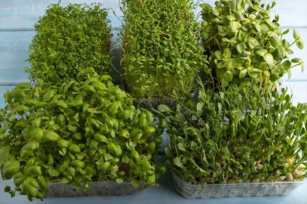 Set of boxes with microgreen sprouts of green basil, pea, cilantro, sunflower, watercress on blue wooden background. Side view, copy space