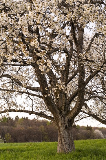 Landscape in spring, partial view of a white blossoming fruit tree in the evening after sunset. Between Neckargemuend and Wiesenbach, Rhein-Neckar-Kreis, Kleiner Odenwald, Baden-Wuerttemberg, Germany, Europe