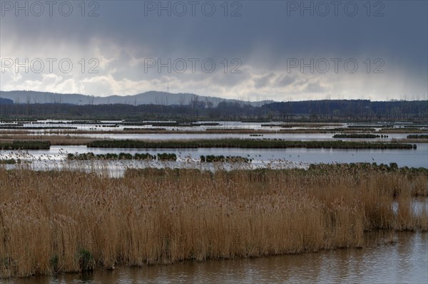 Wetland biotope in the Peene Valley, overwatered meadows, rare habitat for endangered plants and animals, Grosser Rosin nature reserve, rewetting of agricultural land, important breeding area for rare birds, Peene Valley River Landscape nature park Park, Mecklenburg-Western Pomerania, Germany, Europe