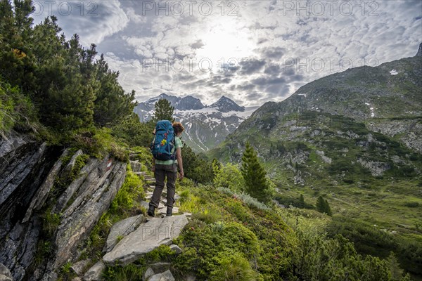 Mountaineer on a hiking trail in a picturesque mountain landscape with alpine roses, mountain peak Grosser Moerchner in the background, Berliner Hoehenweg, Zillertal Alps, Tyrol, Austria, Europe