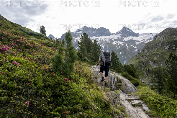 Mountaineer on hiking trail in picturesque mountain landscape with alpine roses, mountain peak Grosser Moerchner in the background, Berliner Hoehenweg, Zillertal Alps, Tyrol, Austria, Europe