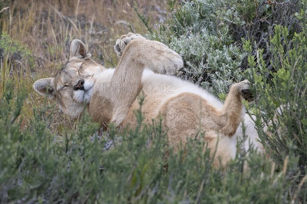 Cougar (Cougar concolor), silver lion, mountain lion, cougar, panther, small cat, lying on its back, Torres del Paine National Park, Patagonia, end of the world, Chile, South America