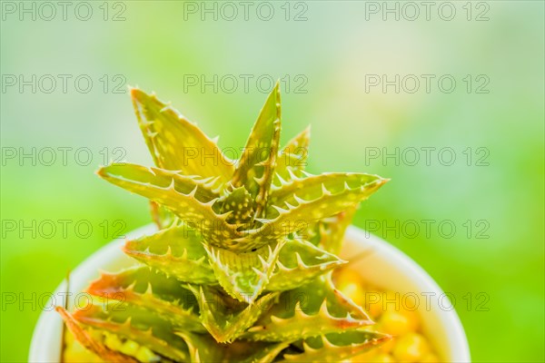 Closeup of small Dyckia cactus in a white cup with soft blurred background
