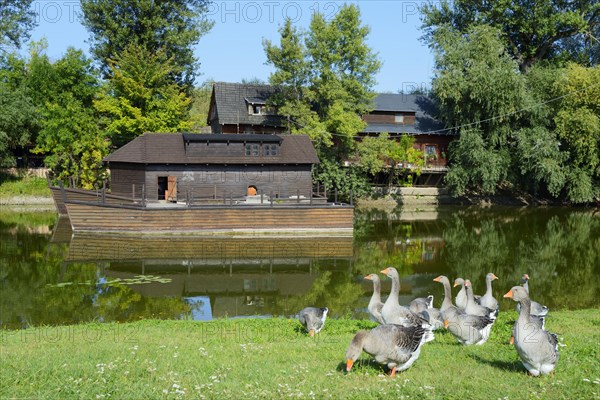 Geese grazing at the watermill museum, Kolarovo Ship Mill, Kolarovo, Guta, Komarno, Komarno, Nitriansky kraj, Slovakia, Europe