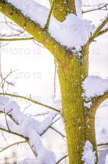 Icicles on a deciduous tree covered with snow in winter, Jena, Thuringia, Germany, Europe