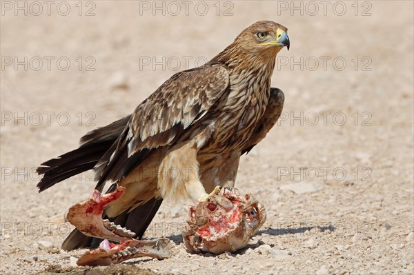 Imperial Eagle, Oman, Asia