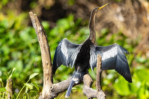 American darter (Anhinga anhinga) Pantanal Brazil