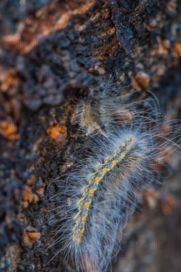 Closeup of yellow and black hairy caterpillar on side of tree