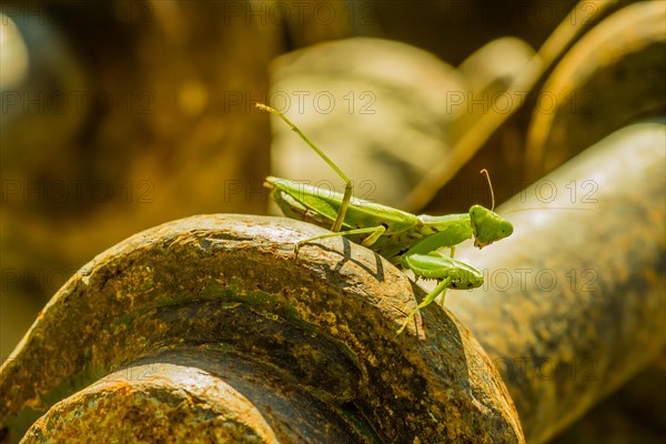 Closeup of large adult praying mantis sunning on top of rusty axial