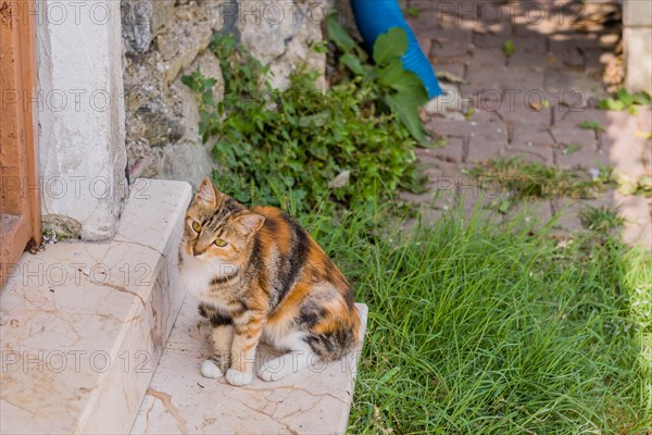 Cute calico cat sitting in shade on marble step of building