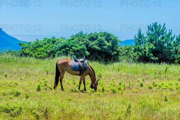 Saddled adult horse grazing in field on sunny day in Udo, South Korea, Asia