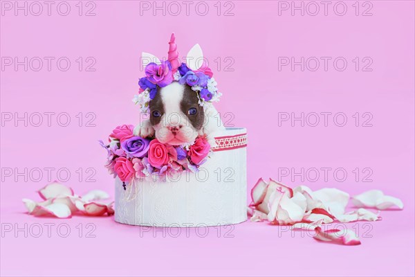 Cute blue pied French Bulldog dog puppy with unicorn headband with horn peeking out of box with flowers on pink background
