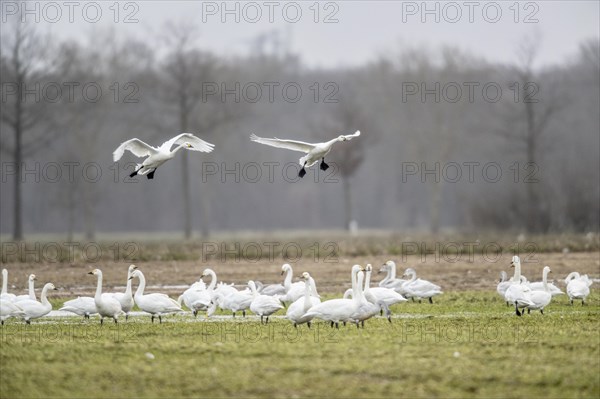 Tundra swans (Cygnus bewickii) approaching, Emsland, Lower Saxony, Germany, Europe