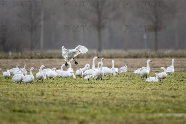 Tundra swans (Cygnus bewickii) approaching, Emsland, Lower Saxony, Germany, Europe