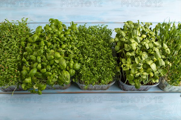 Set of boxes with microgreen sprouts of green basil, pea, cilantro, sunflower, watercress on blue wooden background. Side view, copy space