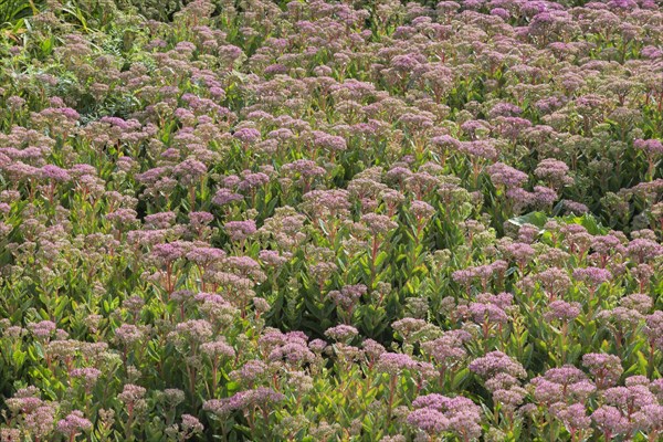 Everlasting Stonecrop (Sedum spectabile) in summer, Quebec, Canada, North America