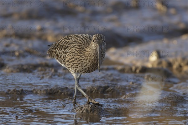 Eurasian curlew (Numenius arquata) adult bird walking on a mudflat, Norfolk, England, United Kingdom, Europe