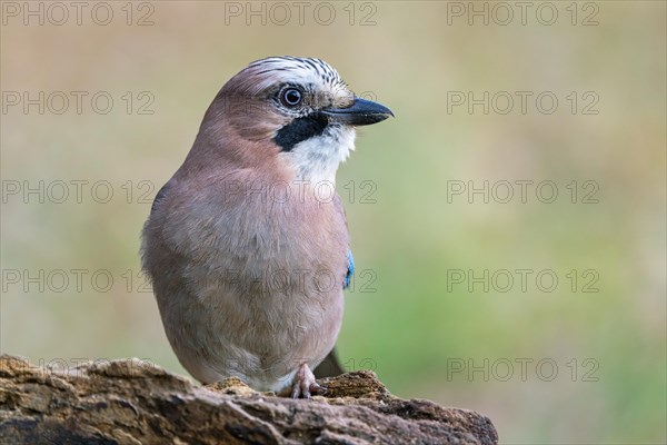 Eurasian jay