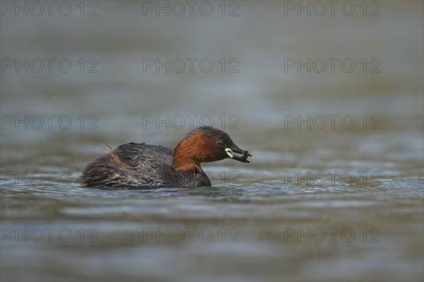 Little grebe (Tachybaptus ruficollis) adult bird feeding on a lake, Derbyshire, England, United Kingdom, Europe