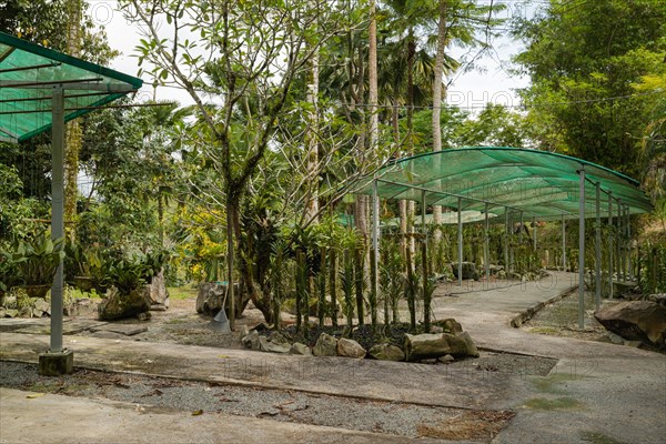 Orchid and bromeliad flower beds in botanical garden, selective focus, copy space, malaysia, Kuching orchid park