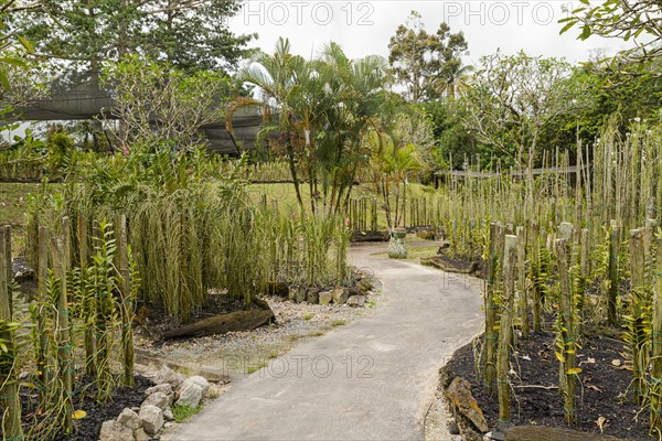 Orchid and bromeliad flower beds in botanical garden, selective focus, copy space, malaysia, Kuching orchid park