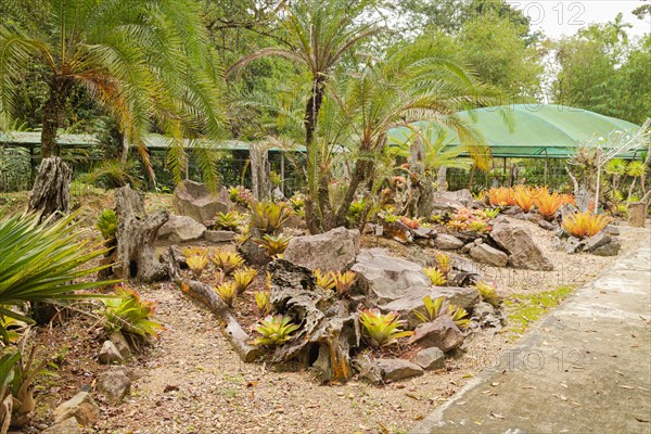 Orchid and bromeliad flower beds in botanical garden, selective focus, copy space, malaysia, Kuching orchid park