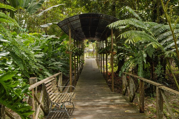 Ferns and palms beds in botanical garden, selective focus, copy space, malaysia, Kuching orchid park