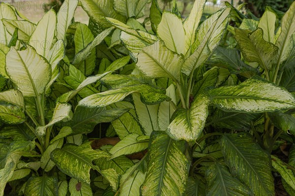 Dieffenbachia beds in botanical garden, selective focus, copy space, malaysia, Kuching orchid park