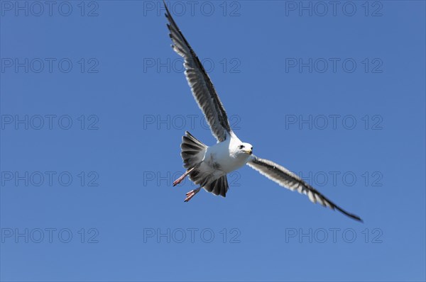 Western gull (Larus occidentalis), adult on the coast, California, USA, North America