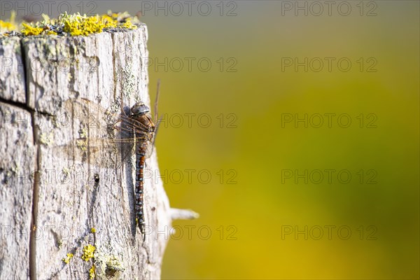 Zigzag darner (Aeshna sitchensis) sitting on a tree stump, dragonfly, close-up, nature photograph, Tinn, Vestfold, Norway, Europe