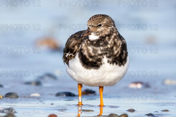 Ruddy turnstone