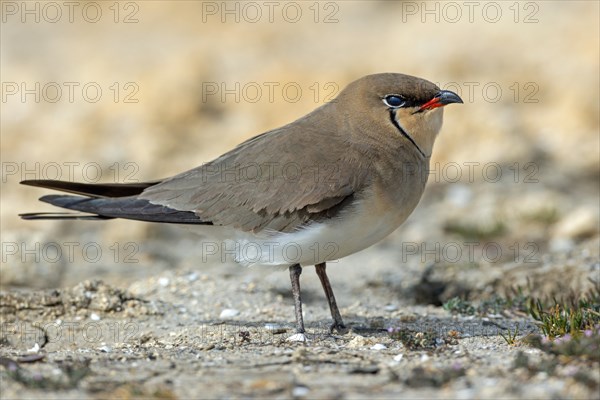 Red-winged Pratincole