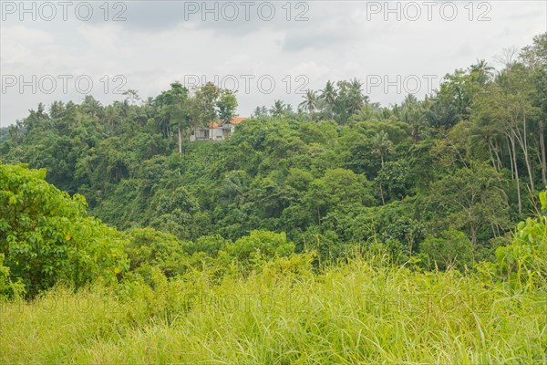 Landscape with houses in jungle near Campuhan ridge walk, Bali, Indonesia, track on the hill with grass, large trees, jungle and rice fields. Travel, tropical, Ubud, Asia