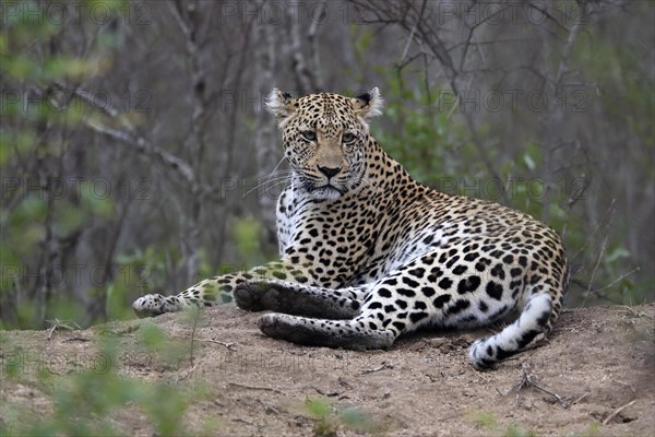 Leopard (Panthera pardus), adult, observed, alert, lying, on ground, Sabi Sand Game Reserve, Kruger NP, Kruger National Park, South Africa, Africa