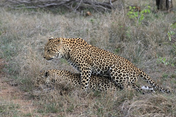 Leopard (Panthera pardus), adult, pair, mating, Sabi Sand Game Reserve, Kruger National Park, Kruger National Park, South Africa, Africa