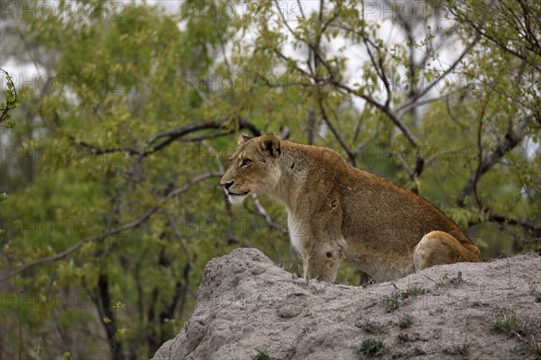 Lion (Panthera leo), adult, female, alert, on rocks, Sabi Sand Game Reserve, Kruger National Park, Kruger National Park, South Africa, Africa
