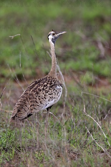 Red-crested Bustard, (Lophotis ruficrista), adult, foraging, vigilant, Kruger National Park, Kruger National Park, South Africa, Africa