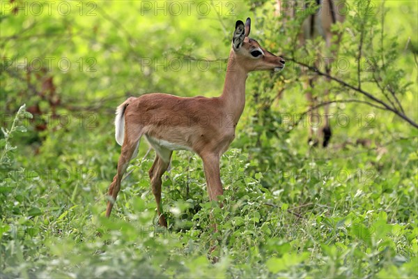 Black heeler antelope, (Aepyceros melampus), young animal, foraging, alert, Kruger National Park, Kruger National Park, South Africa, Africa